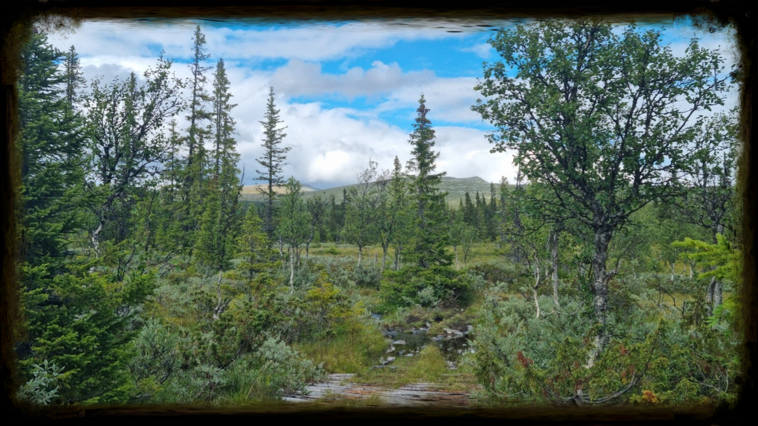 Schwedischer Wald