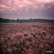 ginkelse2520heide.jpg