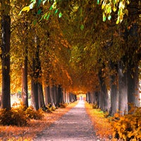 a-walk-under-the-leaves-standard-e6ws17.jpg