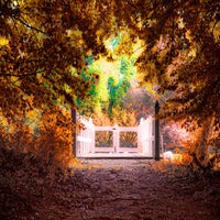 autumn-fence-standard-4jieb2.jpg