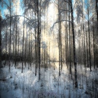 cold-forrest-standard-7fuuc1.jpg