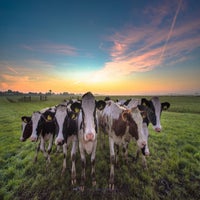 cows-are-back-in-town-standard-uas5fk.jpg
