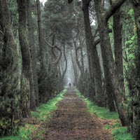forrest-autumn-1-standard.jpg