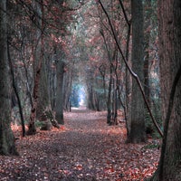forrest-autumn-2-standard.jpg