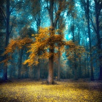 forrest-autumn-4-standard-7jvgax.jpg