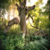 mystical-tree-standard-unu5u9.jpg
