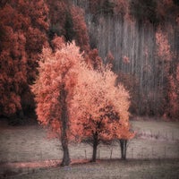 red-trees-standard-6svbcd.jpg