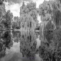 the-hanging-trees-standard.jpg