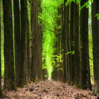 trough-the-woods-standard.jpg