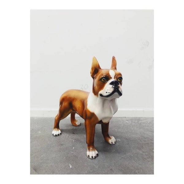 Boston Terriër Decoratiebeeld