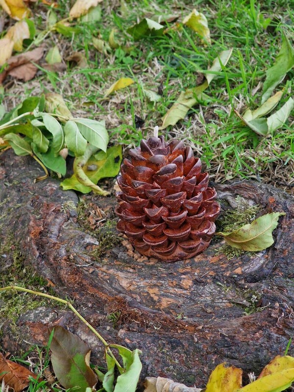 La Pomme de Pin