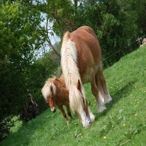chevaux-standard.jpg