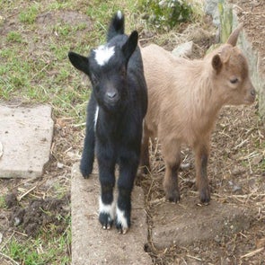 chevre-standard.jpg