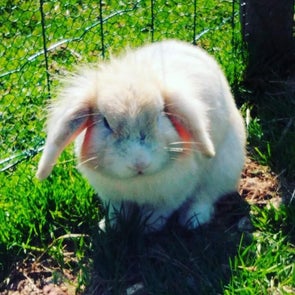 lapin-2-standard.jpg