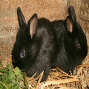 lapins-standard.jpg