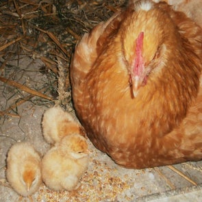 poules-poussins-standard.jpg