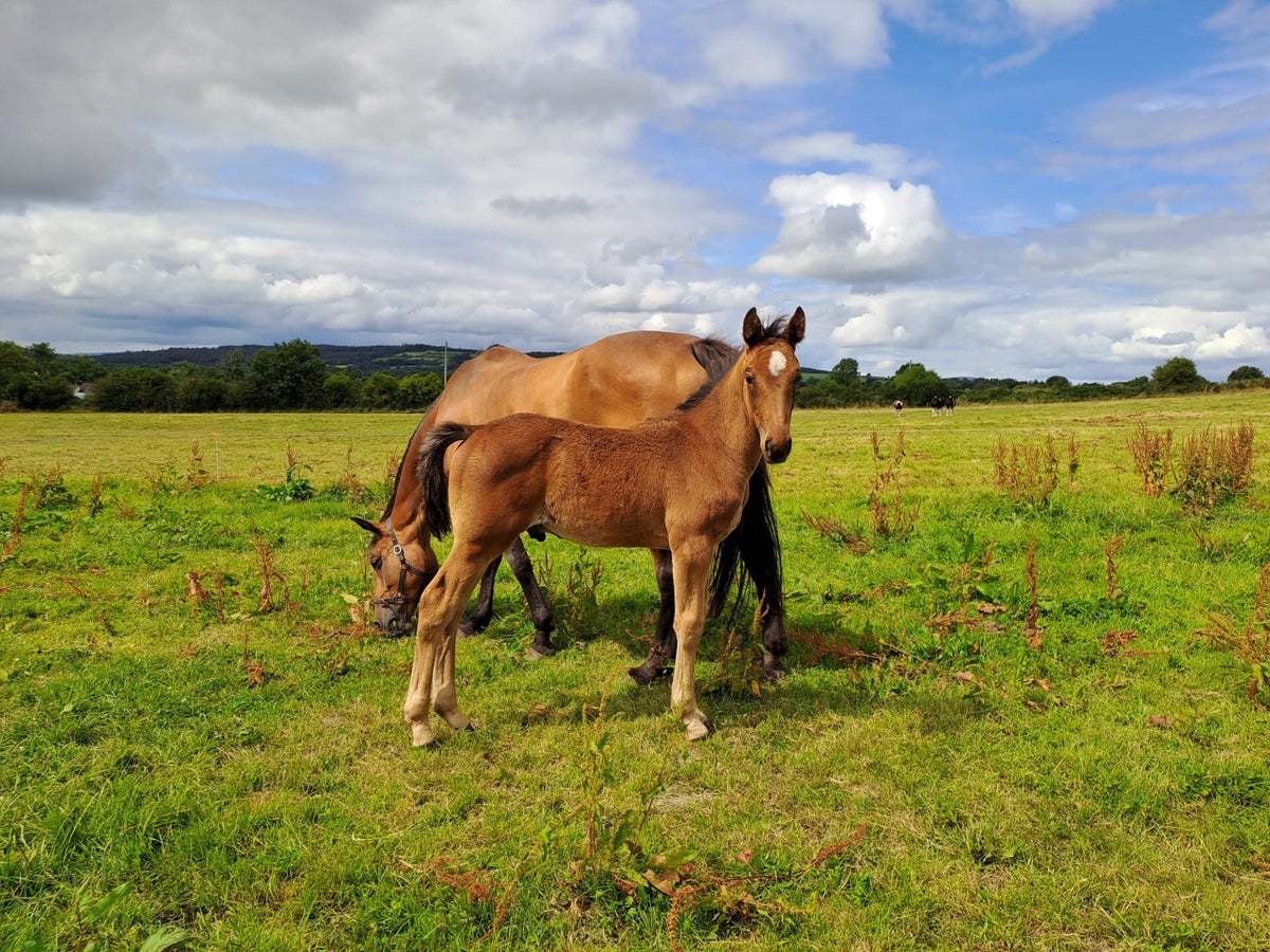 Puca-Stables