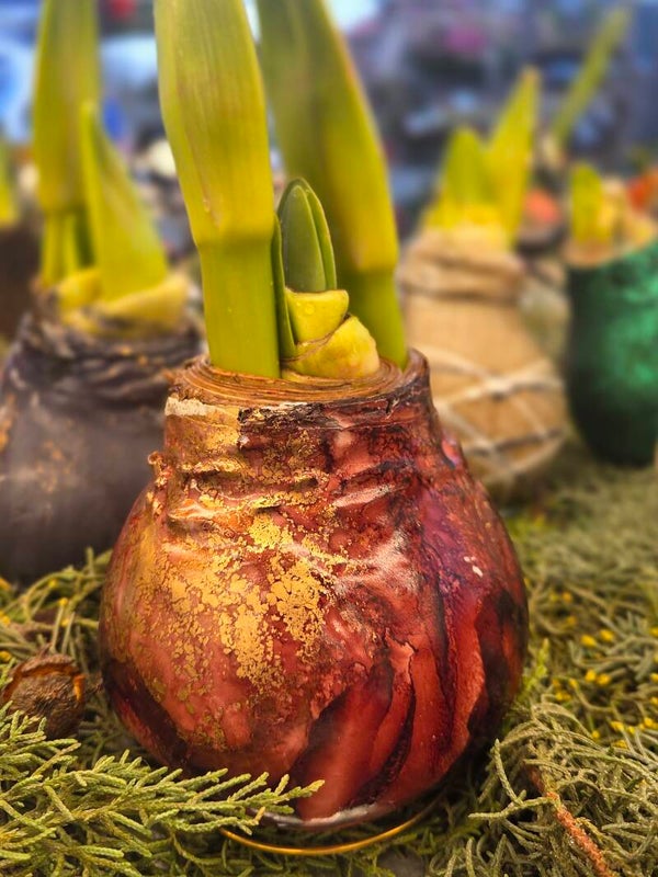 Amaryllisbol wax glans