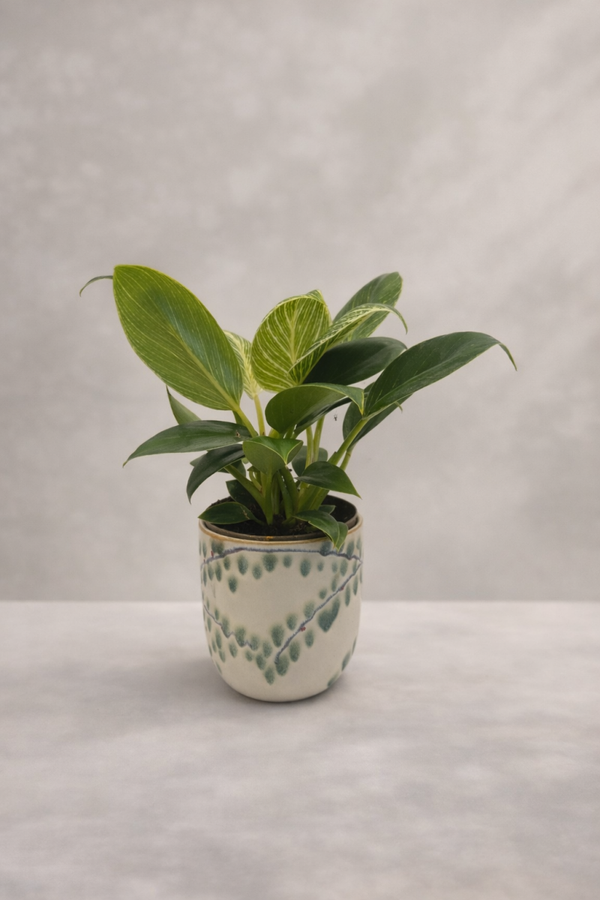 Serie Syl - Pot S