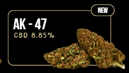 AK-47  - Flor Outdoor -  CBD - Cultivo Exterior