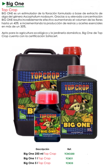 Big One - Top Crop