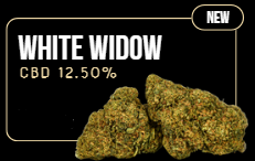 White Widow - Flor Indoor -  Cultivo Interior