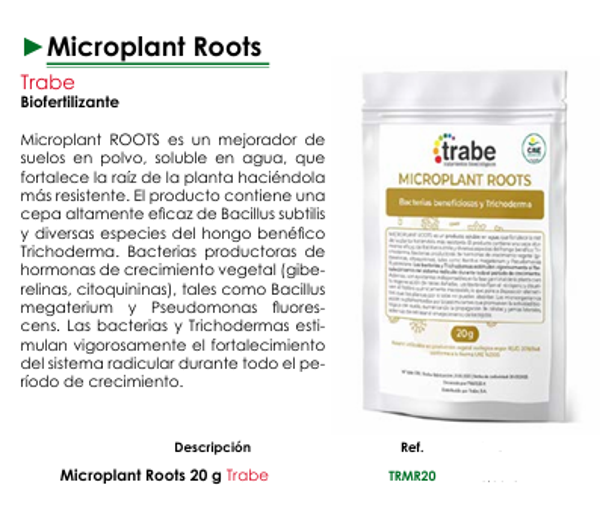 Microplant Roots -Trabe