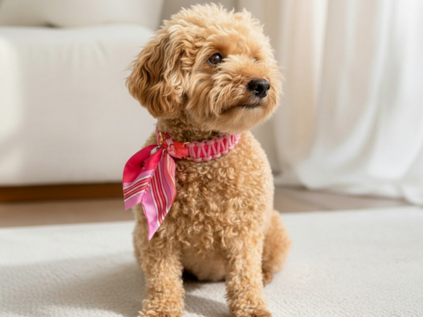 ATELIER AIME - Foulard Collar - Popping Pink