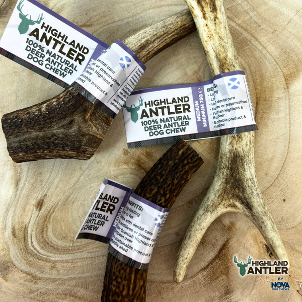 Deer Antler Medium