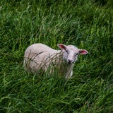 sheep.jpeg