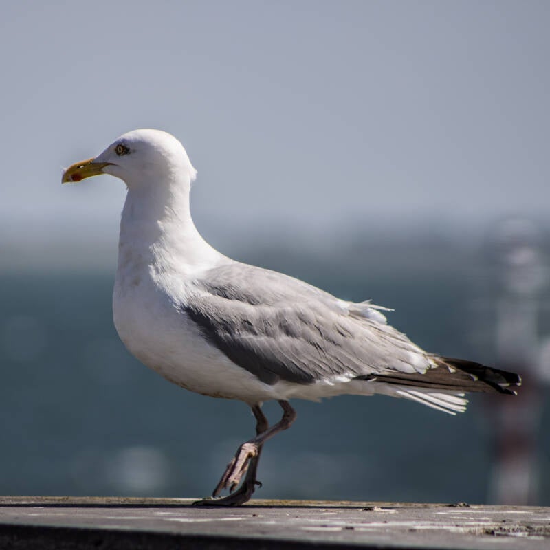 seagull.jpg