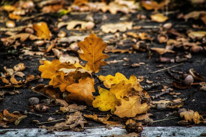 leaves_nature_photography.jpeg
