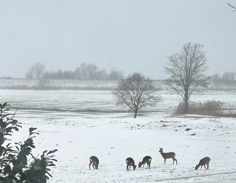 Winter 2025/2026 B&B Lutje Borg Mitling-Mark Westoverledingen Ostfriesland