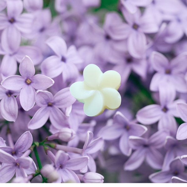 FONDANT PARFUMÉ LILAS
