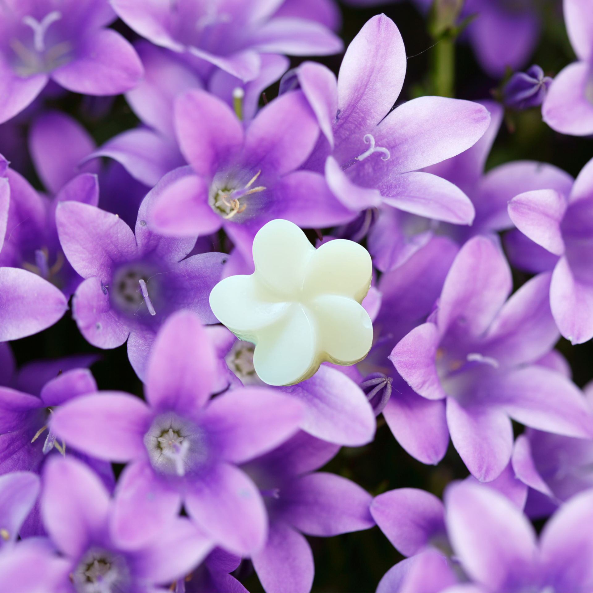 FONDANT PARFUMÉ VIOLETTE