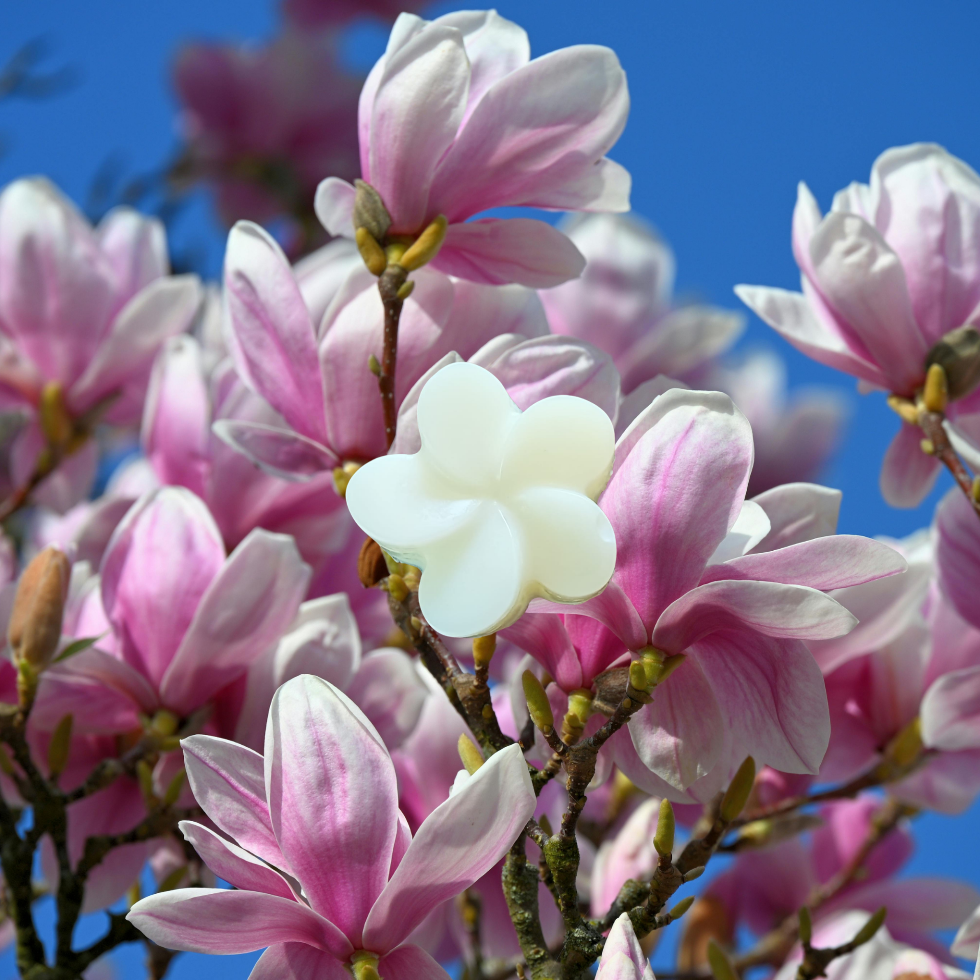 FONDANT PARFUMÉ MAGNOLIA
