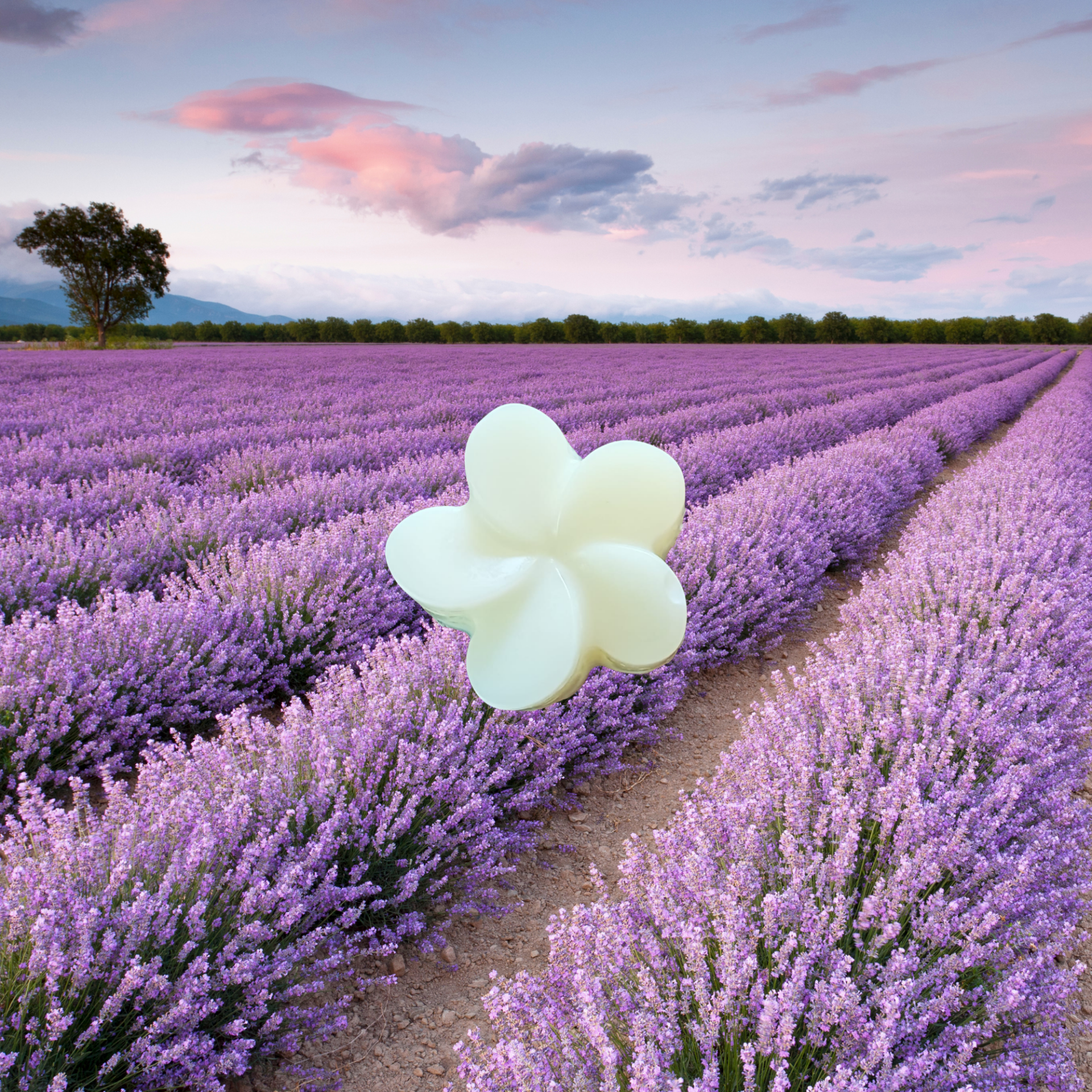 FONDANT PARFUMÉ LAVANDE