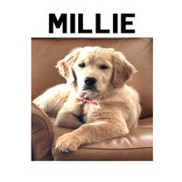 millie-standard.jpg