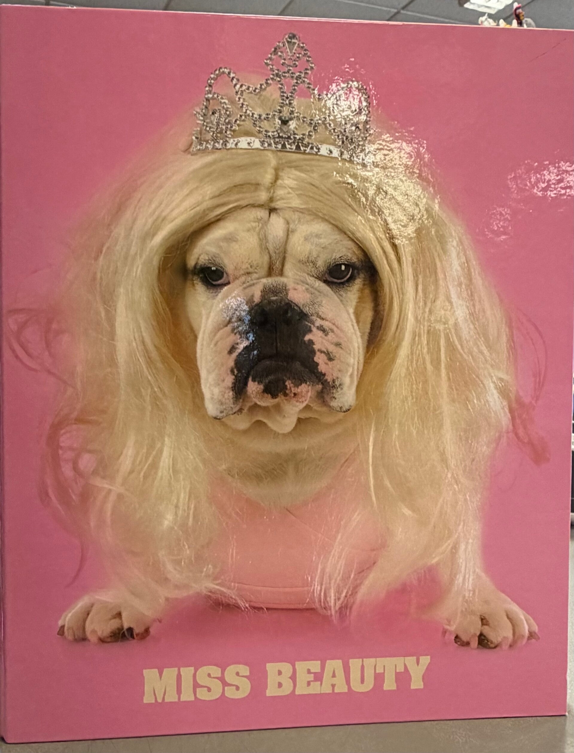 Chien Miss Beauty classeur - Ordner Hund Motif - file dog