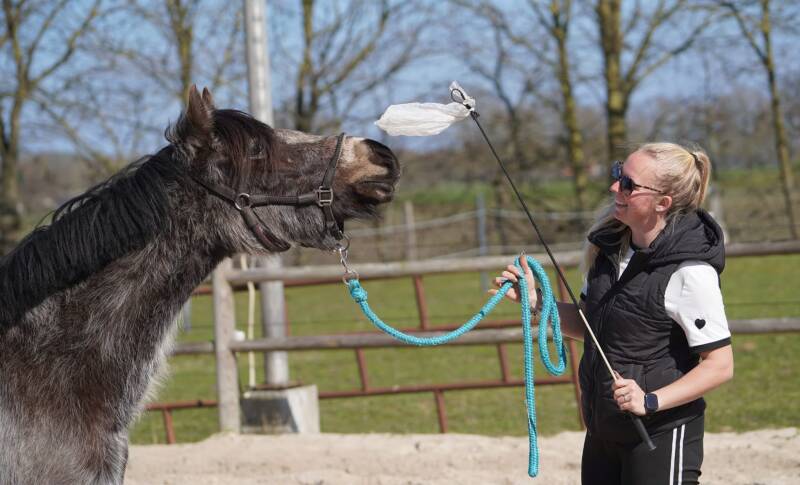 Paard staat tegenover meisje met paddock op achtergrond