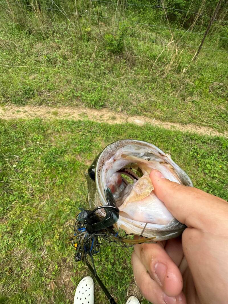 bass-1-standard.jpg
