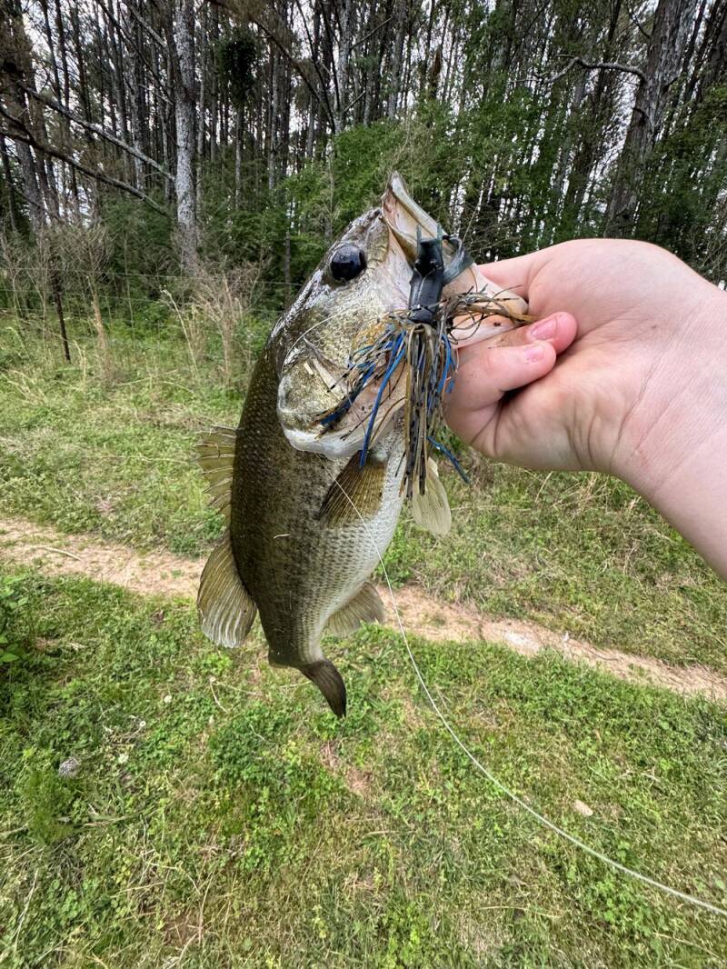 bass-standard.jpg