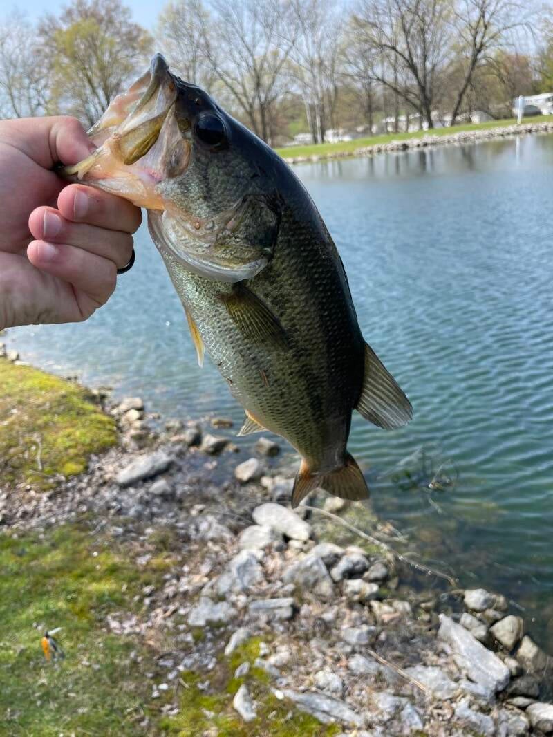 bass1-standard.jpg