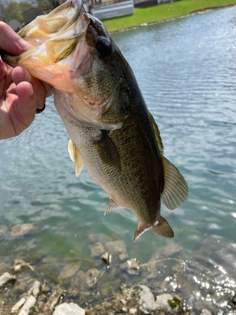 bass2-standard.jpg