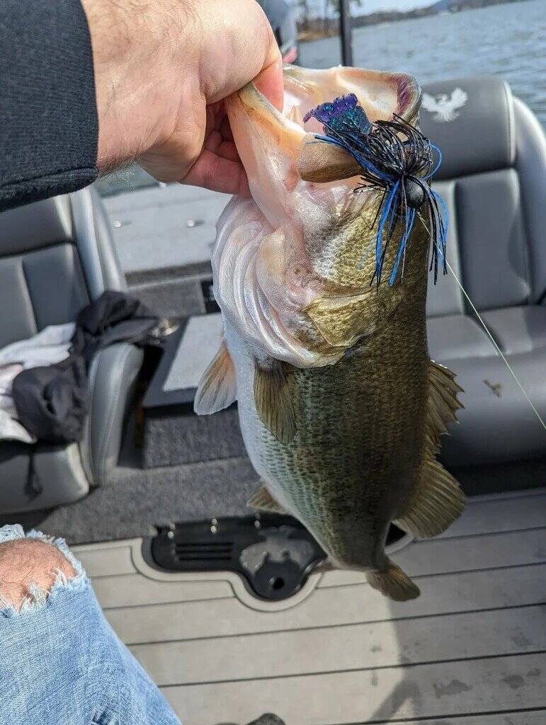 bass2_1675482752-standard.jpg