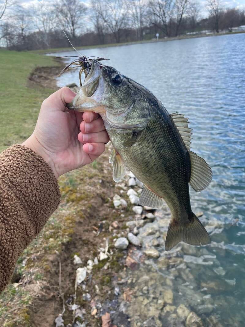 bass3-standard.jpg