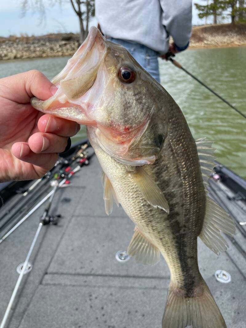 bass4-standard.jpg