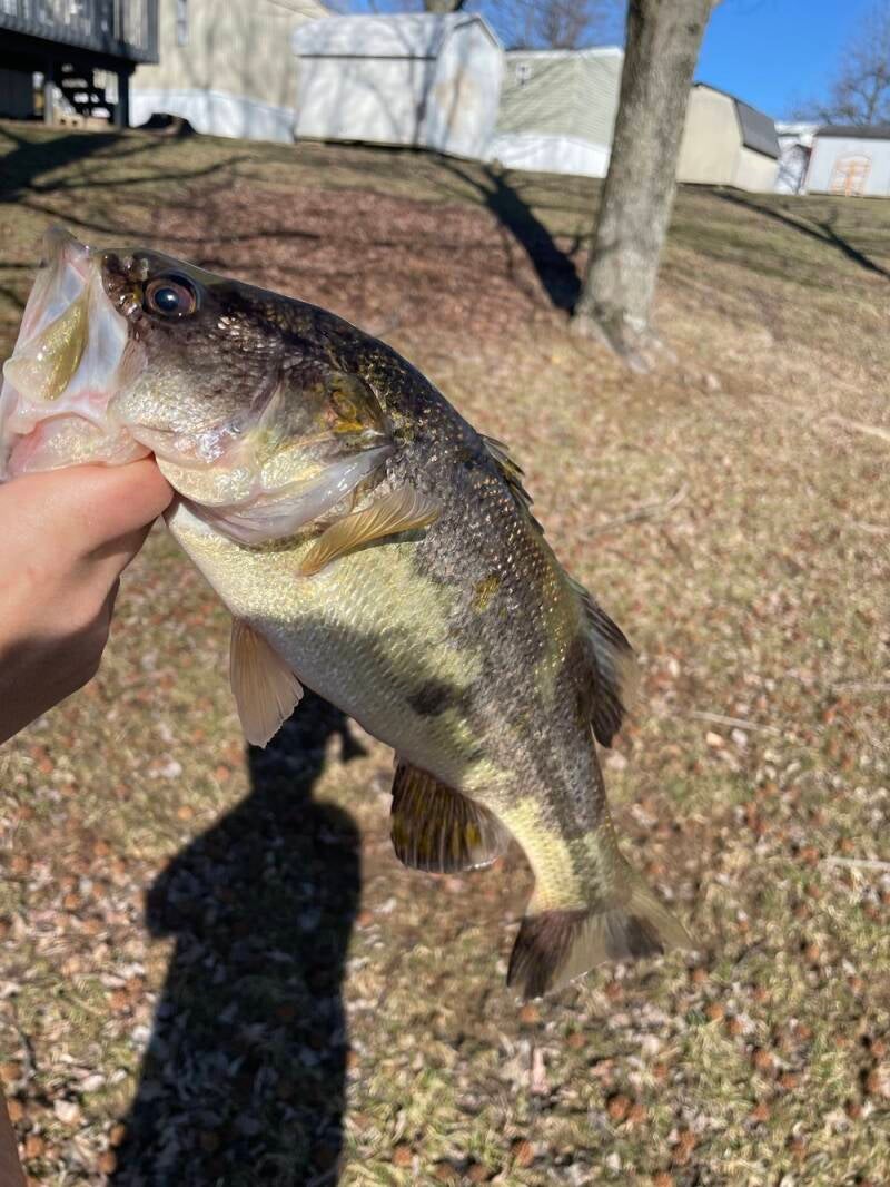 bass5-standard.jpg