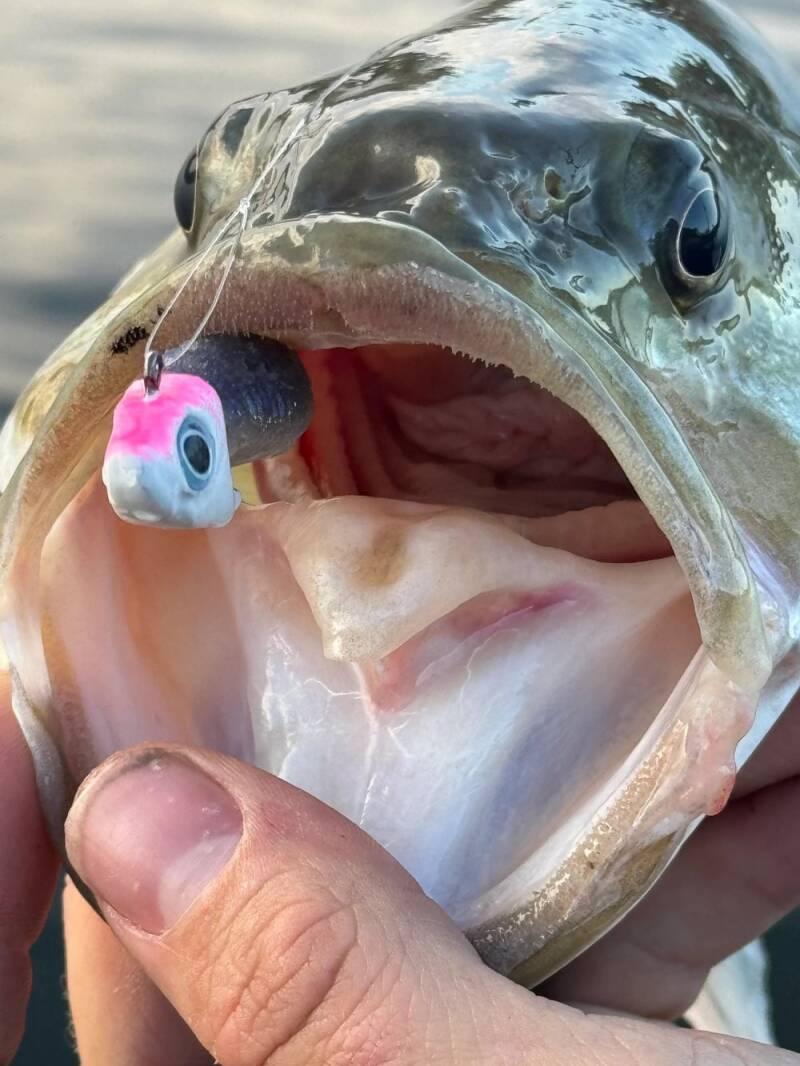 fish-2_1703733663-standard.jpg