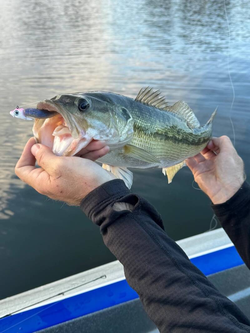 fish-3_1703733663-standard.jpg